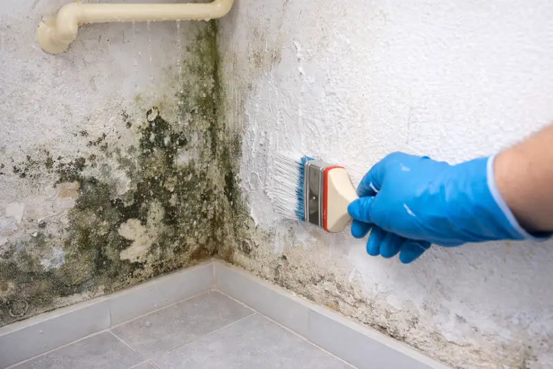 Cara Mengatasi tembok Lembap